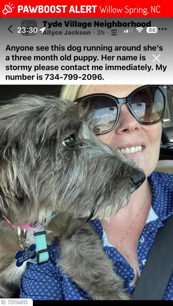 Lost Female Dog last seen Tyde Village subdivision Willow Spring, NC, Willow Spring, NC 27592