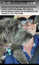 Lost Female Dog last seen Tyde Village subdivision Willow Spring, NC, Willow Spring, NC 27592