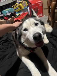 Found/Stray Unknown Dog last seen Alpine Dr, Pittsburg, CA 94565