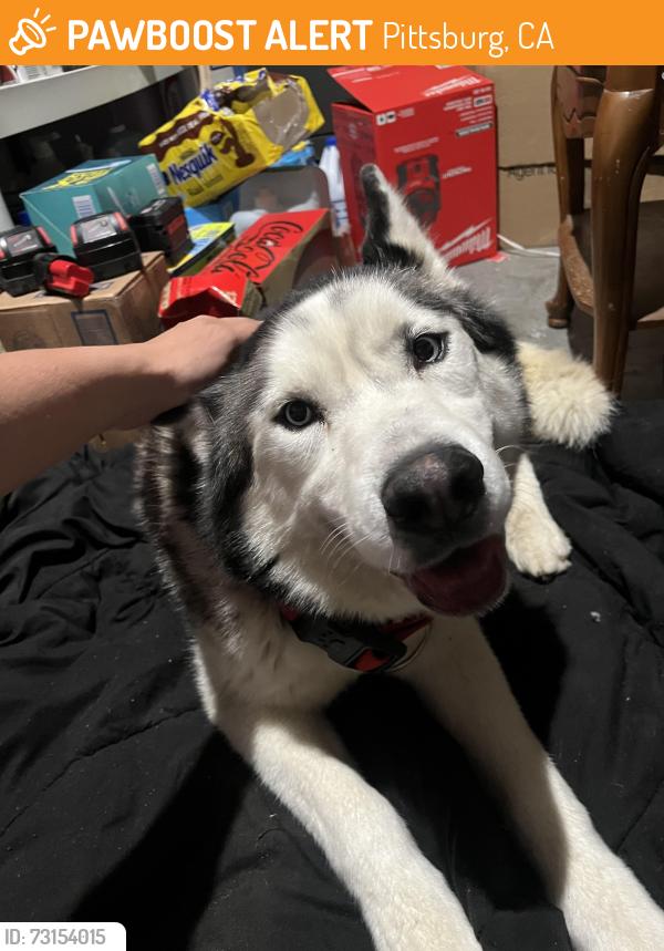 Found/Stray Unknown Dog last seen Alpine Dr, Pittsburg, CA 94565