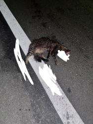 Found/Stray Unknown Cat last seen Near Lanesplitter Pizza & Pub down adeline st before going under the freeway, Oakland, CA 94608