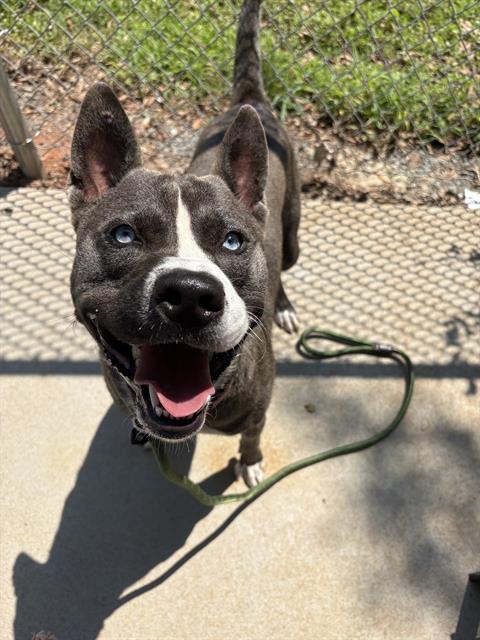 Shelter Stray Male Dog last seen CHARLOTTE, 8315 Byrum Dr, Charlotte, NC 28217, USA