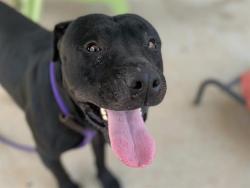 Shelter Stray Male Dog last seen CHARLOTTE, 8315 Byrum Dr, Charlotte, NC 28217, USA