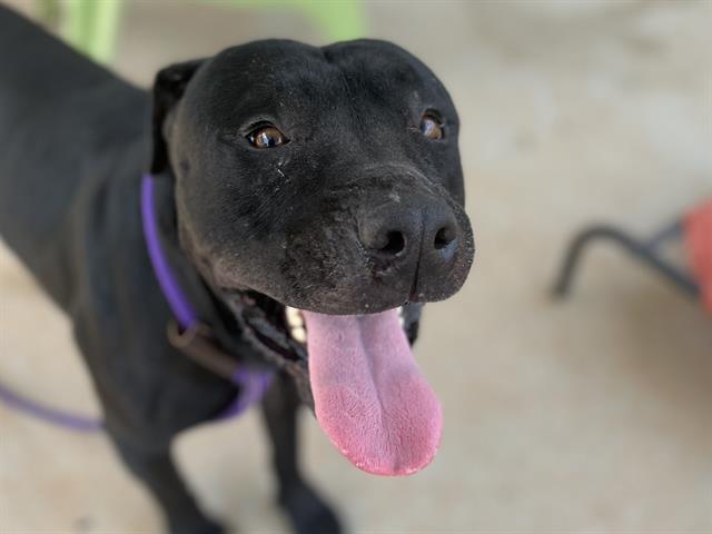 Shelter Stray Male Dog last seen CHARLOTTE, 8315 Byrum Dr, Charlotte, NC 28217, USA