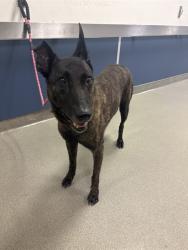 Shelter Stray Female Dog last seen Near BLOCK W 8TH LN, 3599 NW 79th Ave, Doral, FL 33122, USA