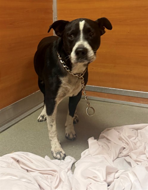 Shelter Stray Male Dog last seen NE 144TH ST, 3599 NW 79th Ave, Doral, FL 33122, USA