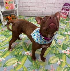 Shelter Stray Female Dog last seen Near BLOCK BUFFALO ST DETROIT MI 48234, 7401 Chrysler Dr, Detroit, MI 48211, USA