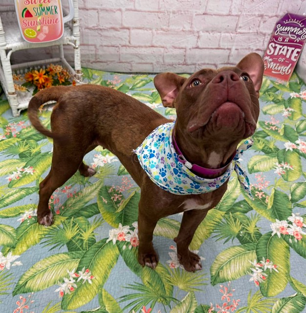 Shelter Stray Female Dog last seen Near BLOCK BUFFALO ST DETROIT MI 48234, 7401 Chrysler Dr, Detroit, MI 48211, USA