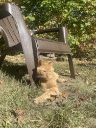 Lost Male Cat last seen Sherry Lane and Barrett Rd, Berea, OH 44017