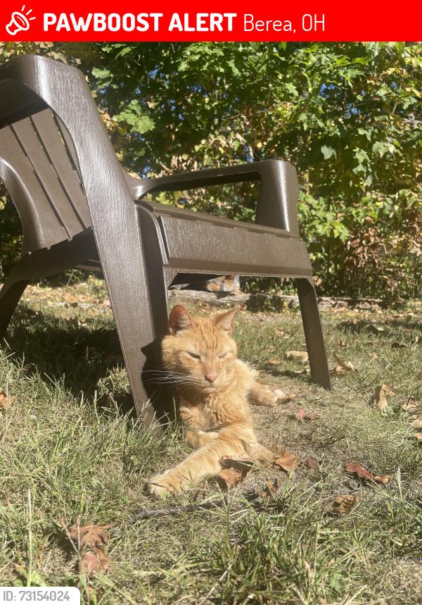 Lost Male Cat last seen Sherry Lane and Barrett Rd, Berea, OH 44017
