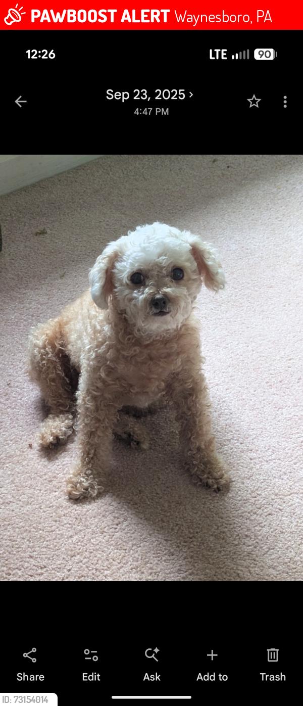 Lost Female Dog last seen Area landmark - Tomstown pump., Waynesboro, PA 17268