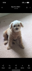 Lost Female Dog last seen Area landmark - Tomstown pump., Waynesboro, PA 17268