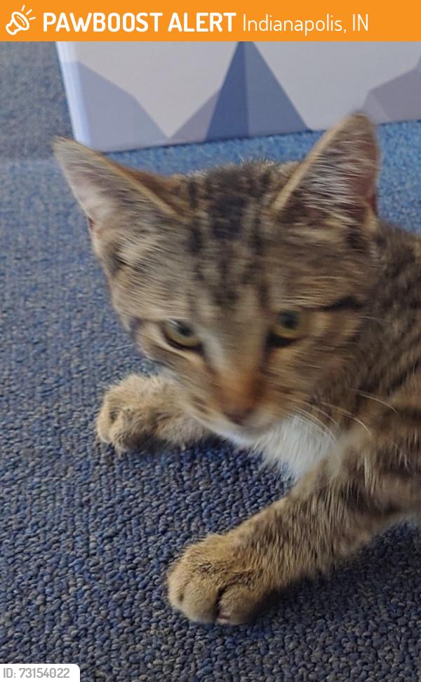 Found/Stray Male Cat last seen Michigan and Pershing, Indianapolis, IN 46222