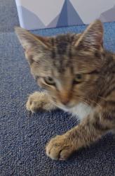 Found/Stray Male Cat last seen Michigan and Pershing, Indianapolis, IN 46222