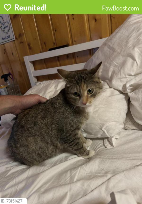 Reunited Female Cat last seen Near and Vasquez, Winter Park, CO 80482
