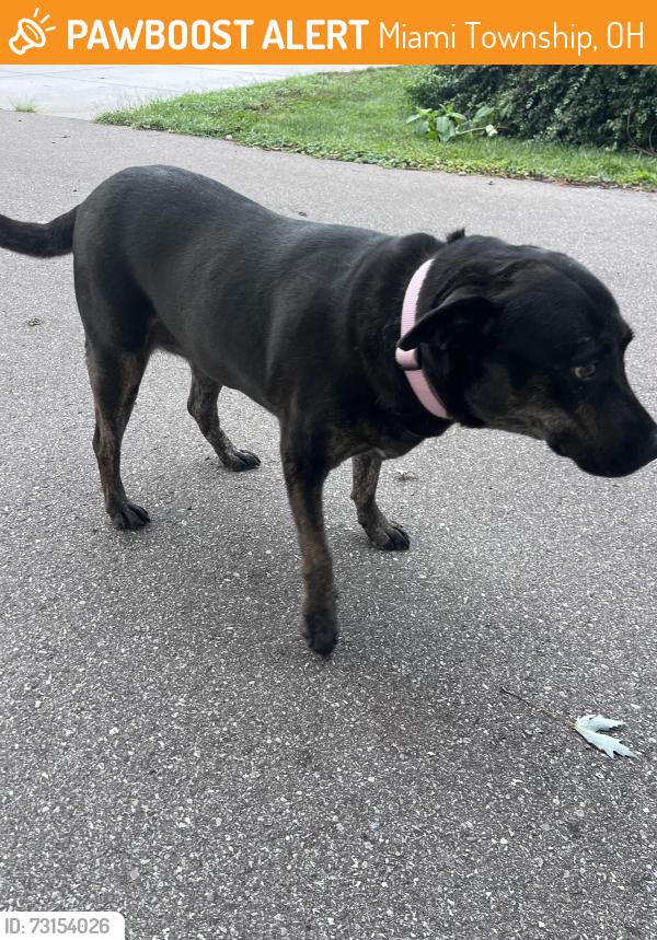 Found/Stray Unknown Dog last seen branch St., Loveland, Miami Township, OH 45140