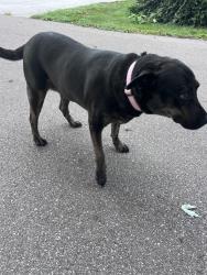 Found/Stray Unknown Dog last seen branch St., Loveland, Miami Township, OH 45140
