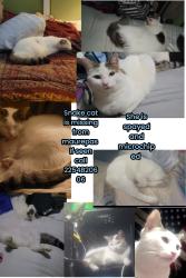 Lost Female Cat last seen Hwy 22, Maurepas, LA 70449