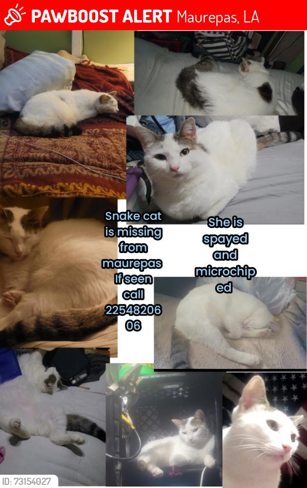 Lost Female Cat last seen Hwy 22, Maurepas, LA 70449