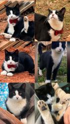 Lost Male Cat last seen Shallowford Dr, Gainesville, GA 30504, Gainesville, GA 30504