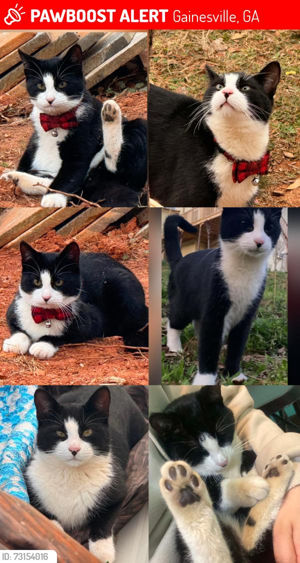 Lost Male Cat last seen Shallowford Dr, Gainesville, GA 30504, Gainesville, GA 30504