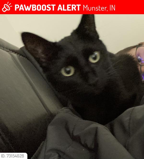 Lost Female Cat last seen Near Westminster ln, Munster IN, Munster, IN 46321