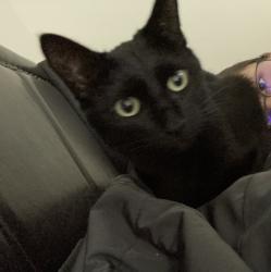 Lost Female Cat last seen Near Westminster ln, Munster IN, Munster, IN 46321