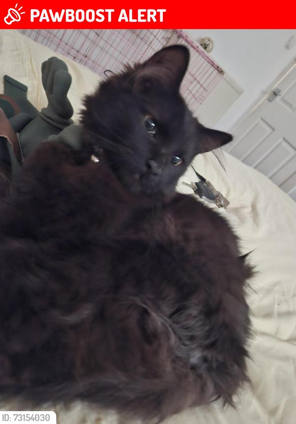Lost Male Cat last seen Carntyne, Glasgow City, Scotland G32 6PT