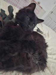 Lost Male Cat last seen Carntyne, Glasgow City, Scotland G32 6PT