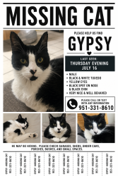 Lost Male Cat last seen Murrieta rd, Menifee, CA 92586