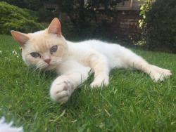 Lost Male Cat last seen Ellesmere Road south (Chorlton), Chorlton-cum-Hardy, England M21 0TE