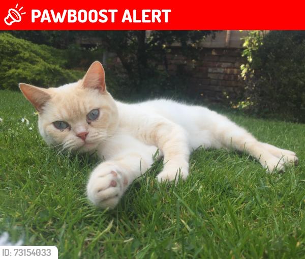 Lost Male Cat last seen Ellesmere Road south (Chorlton), Chorlton-cum-Hardy, England M21 0TE