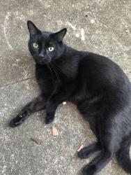 Lost Male Cat last seen Tilley Morris Road, Matthews, NC 28105
