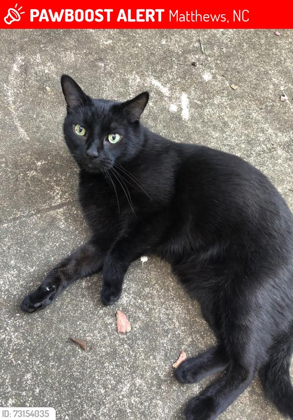 Lost Male Cat last seen Tilley Morris Road, Matthews, NC 28105