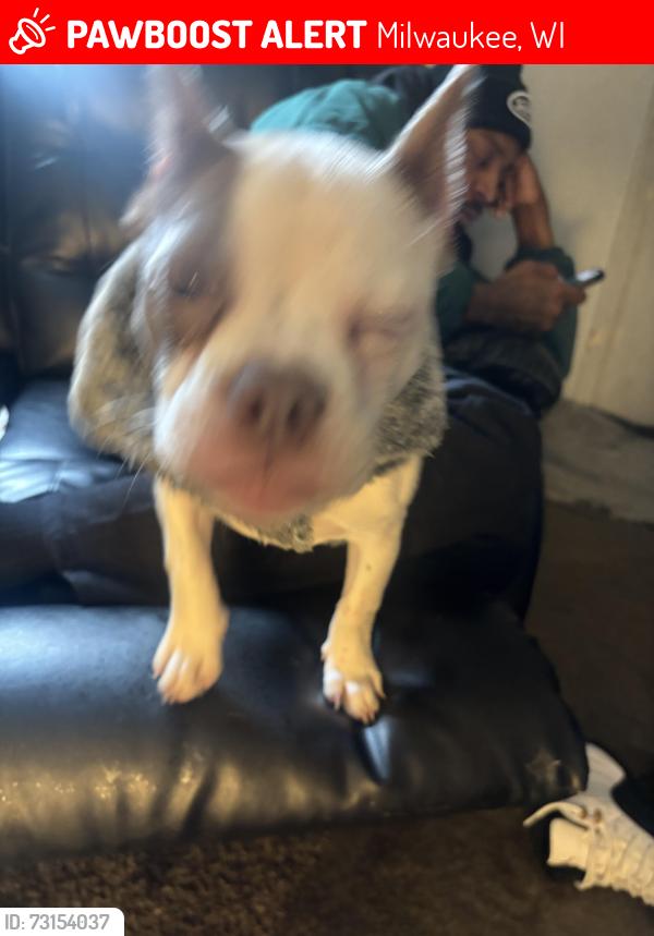 Lost Female Dog last seen West Village, Milwaukee, WI 53218