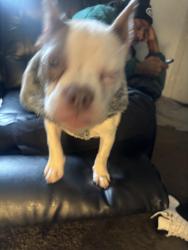 Lost Female Dog last seen West Village, Milwaukee, WI 53218