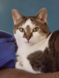 Lost Male Cat last seen 61st and Sheridan, Arvada, CO 80003