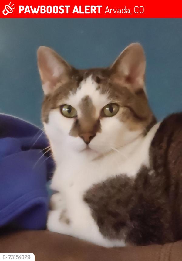Lost Male Cat last seen 61st and Sheridan, Arvada, CO 80003