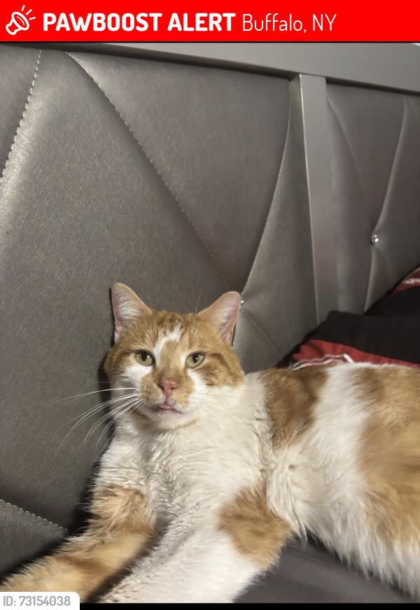 Lost Male Cat last seen Stockbridge Ave. and Main st, Buffalo, NY 14215
