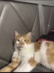 Lost Male Cat last seen Stockbridge Ave. and Main st, Buffalo, NY 14215