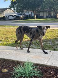 Found/Stray Female Dog last seen Marlene drive and lady ave in ocoee, Ocoee, FL 34761