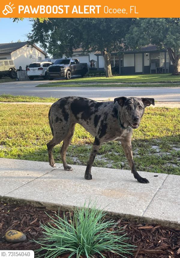 Found/Stray Female Dog last seen Marlene drive and lady ave in ocoee, Ocoee, FL 34761
