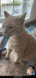 Reunited Male Cat last seen Van Der Vere Street, Schenectady, NY 12303