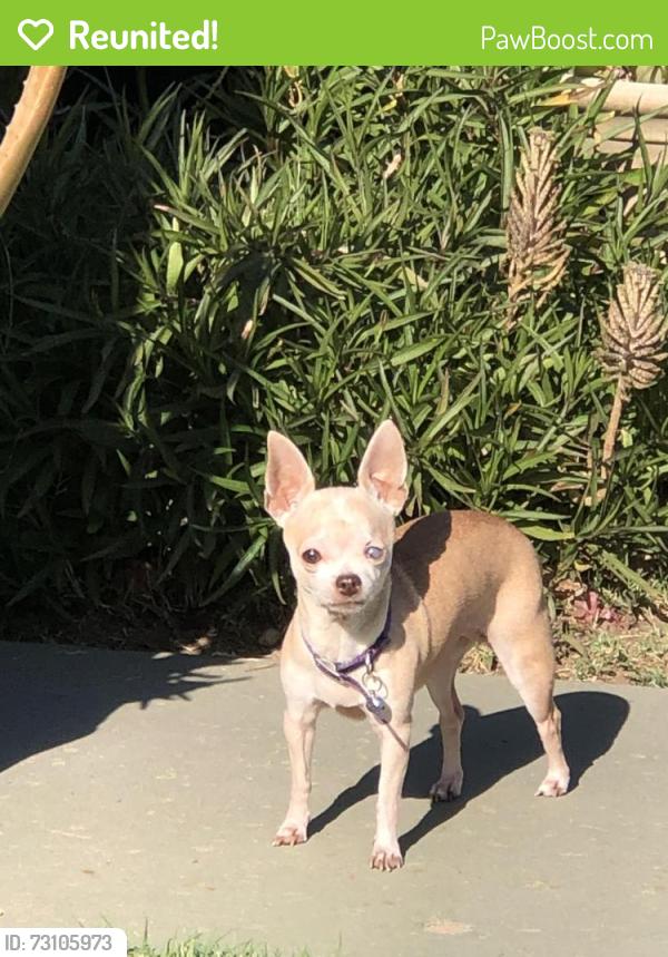 Reunited Female Dog last seen Pepper Pl and meadow lane, Mesa, AZ 85201