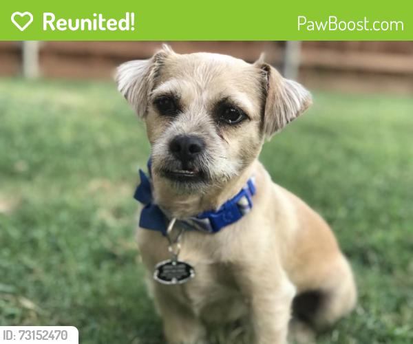 Reunited Male Dog last seen Rolling Meadows, Lancaster, TX 75146