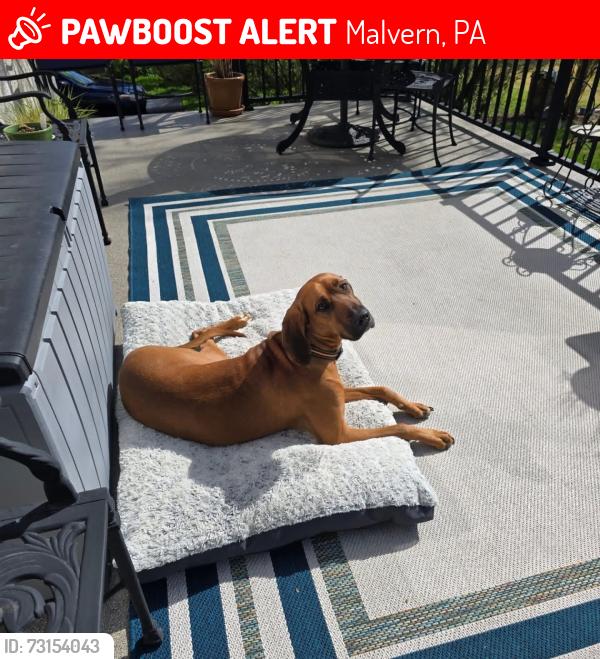 Lost Female Dog last seen Approx. 335 E King St Unit 127 Malvern, PA 19355 United States, Malvern, PA 19355