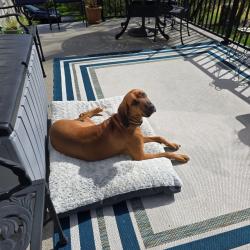 Lost Female Dog last seen Approx. 335 E King St Unit 127 Malvern, PA 19355 United States, Malvern, PA 19355