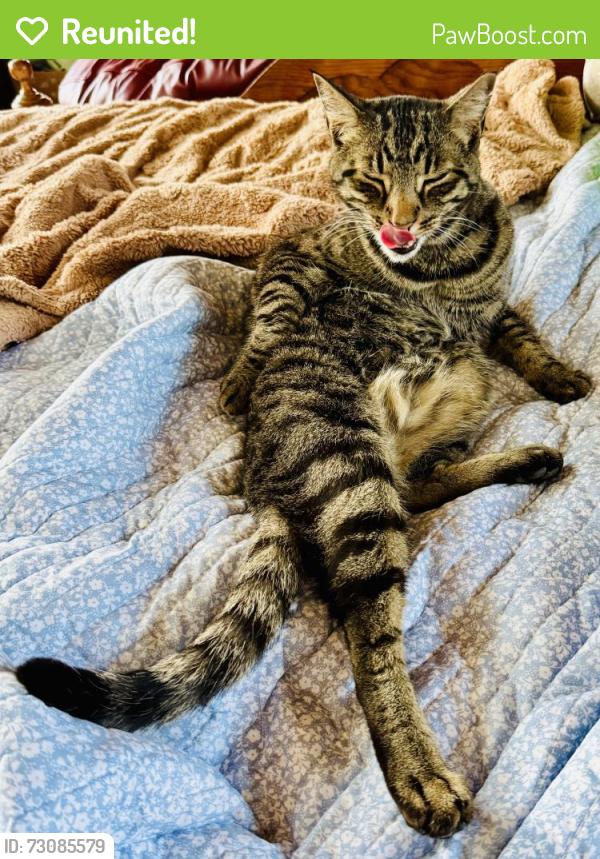 Reunited Male Cat last seen I25 & E Prospect Rd, Timnath Middle High School, Fort Collins, CO 80525
