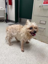 Reunited Female Dog last seen Penman Rd, Jacksonville Beach, FL 32250