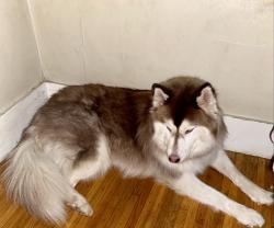 Lost Male Dog last seen Lewis sh, Rochester, NY 14605